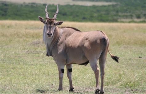  Eland!  These Majestic Bovidae Are Masters of Adaptability