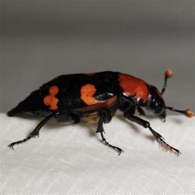  Nicrophorus! สุดยอดนักฝังศพในอาณาจักรแมงมุม