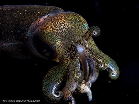  Umbrella Squid: An Amazing Cephalopod With A Striking Resemblance To Its namesake!