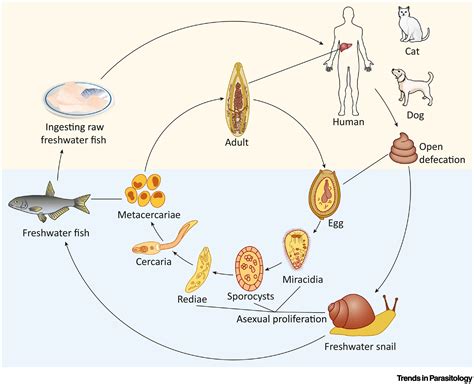   Clonorchis! Parasites Lurking in Freshwater Fish - Unveiling their Surprising Life Cycle