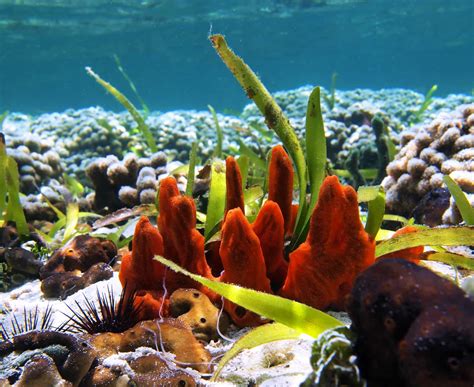 Fire Sponge: Can This Vivid Creature Purify Our Waters While Decorating Coral Reefs?