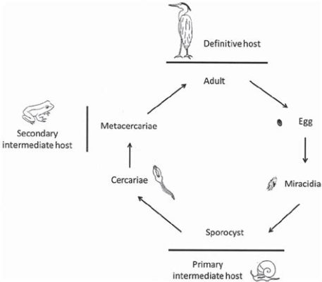   flukeforktail!  Parasite-Loving Amphibian Eater With A Complex Lifecycle