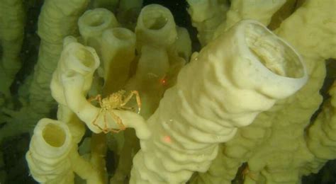  Glass Sponge! A Surprisingly Stunning Example of Living Fossils with Elegant Spicules