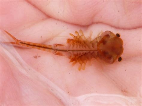  Heterotrichs: Are These Tiny Aquatic Critters Really Masters of Multitasking?!