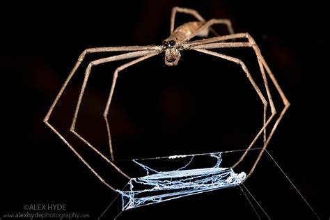  Netcasting Spider!  A Master Weaver Who Uses Its Web as a Fishing Net!