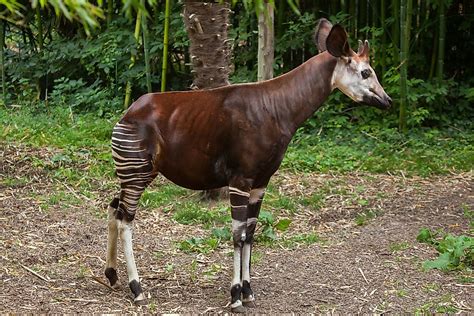 Okapi!  A Unique Mammal With Stripes Like a Zebra And a Long Neck Reminiscent of a Giraffe.