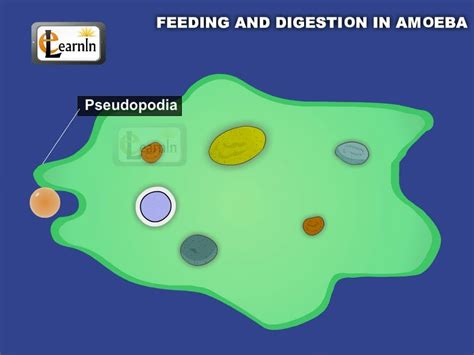  Ubiquitina: Discover This Amazing Amoeboid with Unique Feeding Habits!