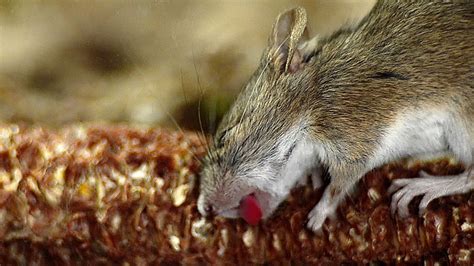  Xeromys  -  A Mouse So Adorable, It Can Survive Without Drinking Water!