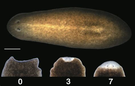  Yellow-Spotted Planarian: Exploring the World's Smallest Regenerative Marvel!